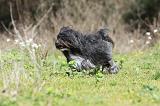 PETIT CHIEN LION 266